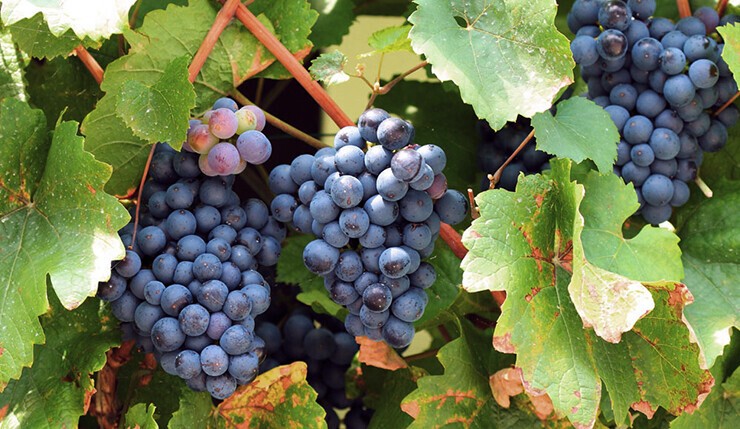zweigelt wine