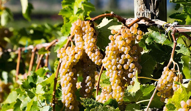 Vidal Blanc wine