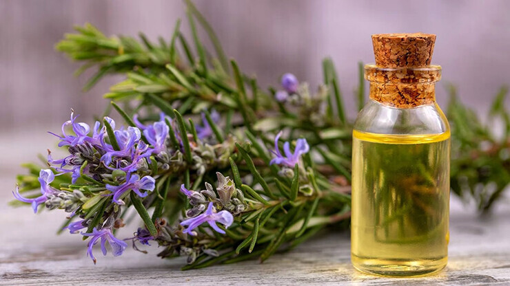 Rosemary Oil