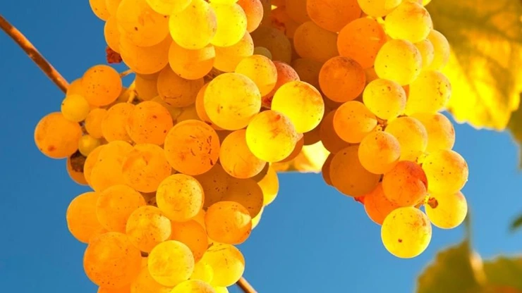 Verdicchio wine variety