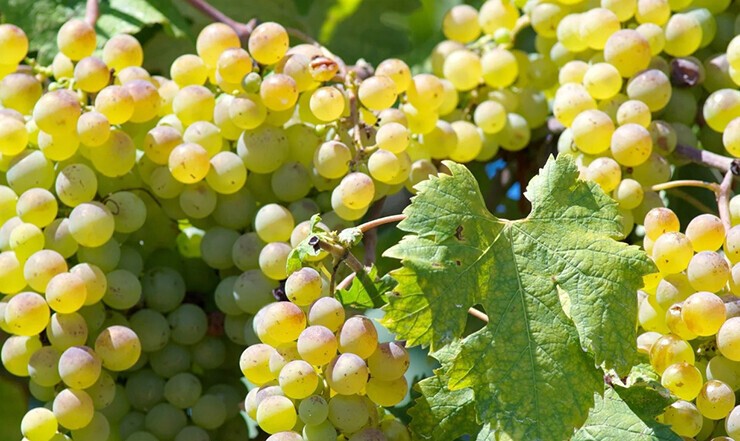 Vermentino