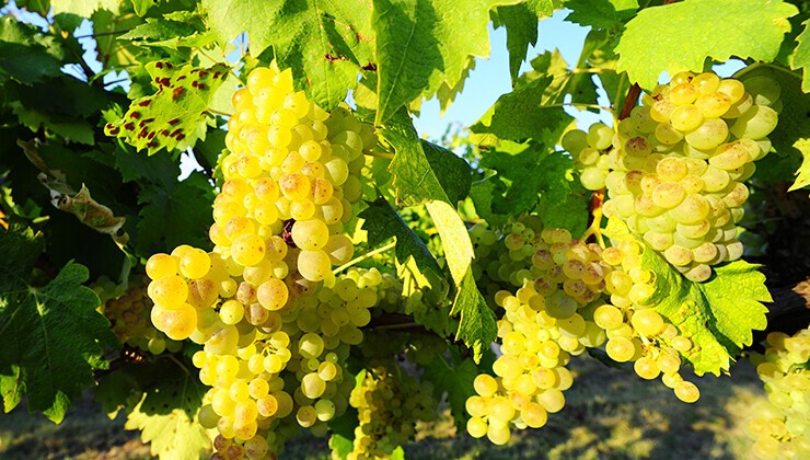 Vernaccia wine guide