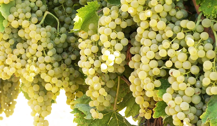 Trebbiano wine