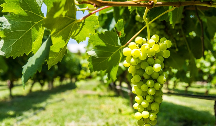 Torrontes grape variety