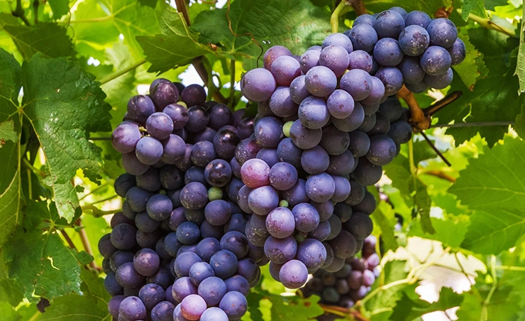 trollinger wine guide
