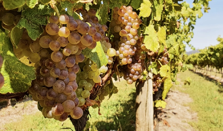 Roussanne wine