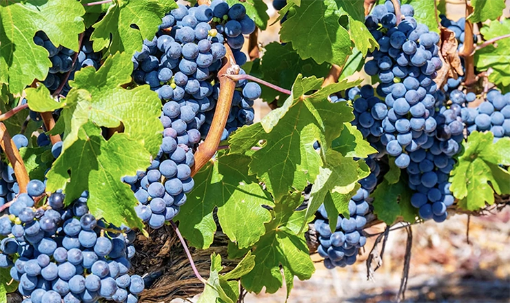 Pinotage wine