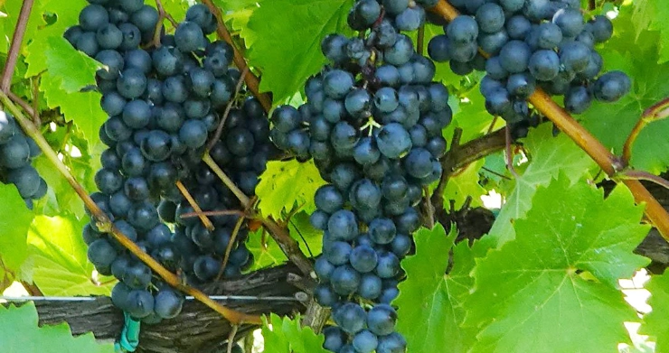 Refosco wines