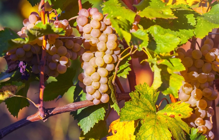 Rkatsiteli wines