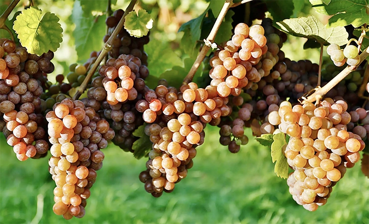 Pinot Grigio wines