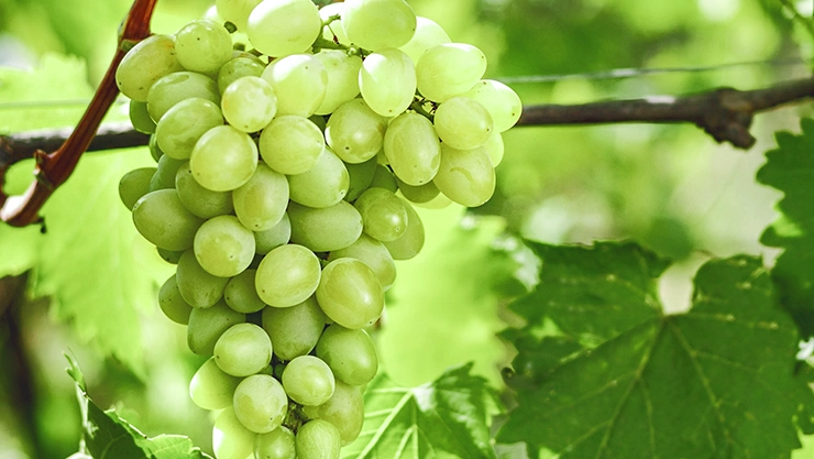 Piquepoul wine