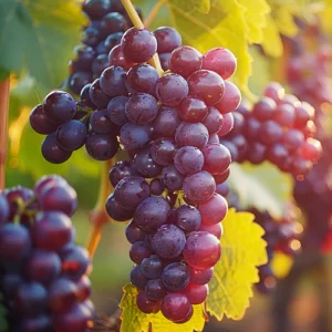 Tempranillo wine