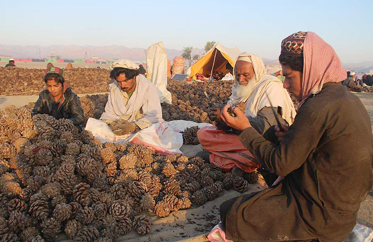 Afghan nut