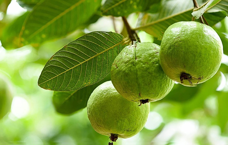 guava what is