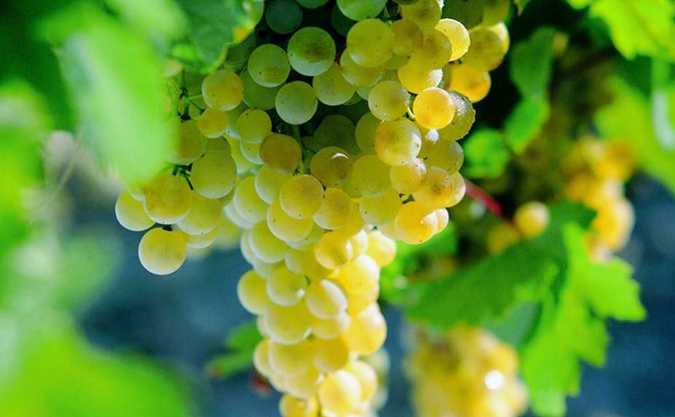 Palomino Fino wines