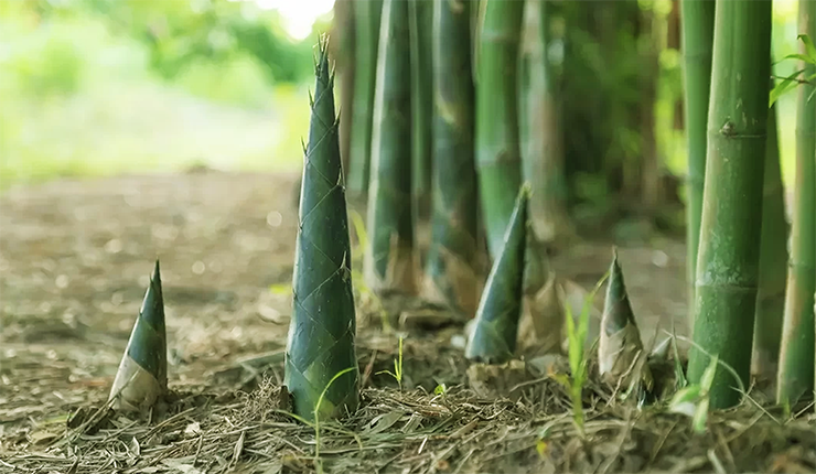 Bamboo shoots