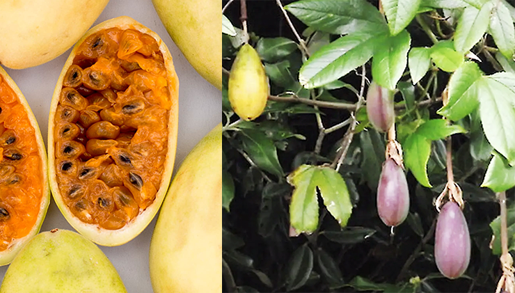 Banana Passionfruit
