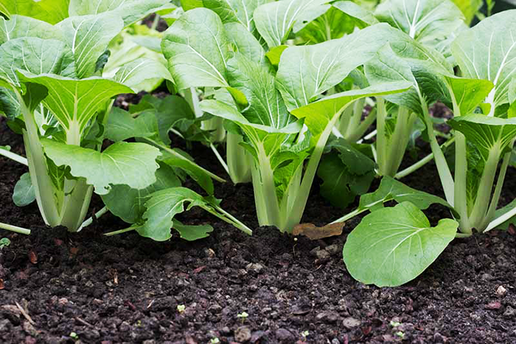 Bok Choy