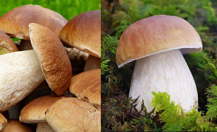 Borgotaro Mushroom