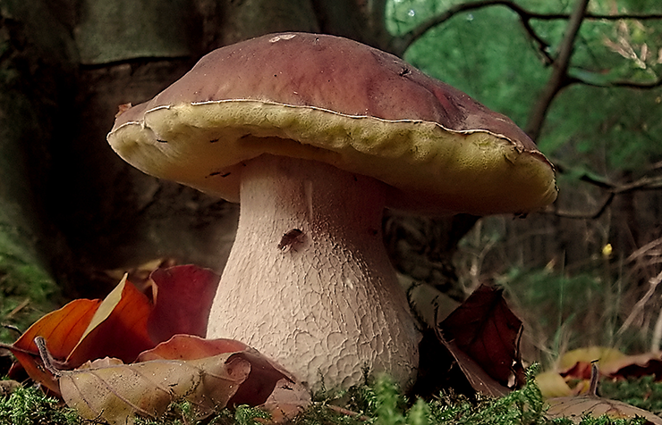 Borgotaro Mushroom