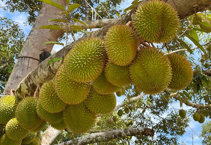 Durian