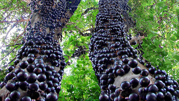 Jabuticaba