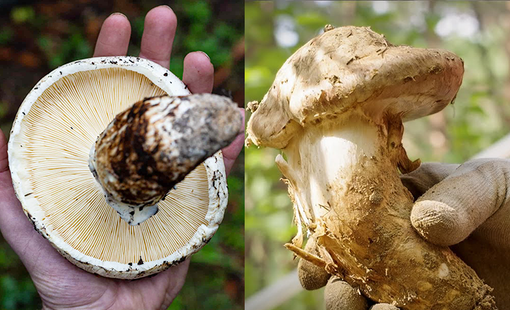 Matsutake mushrooms