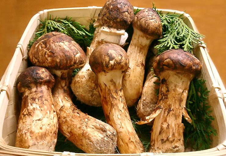 Matsutake mushrooms