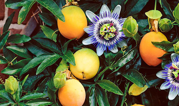 Passion Fruit