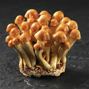 Nameko mushrooms