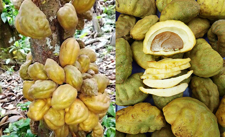 Namnam fruit