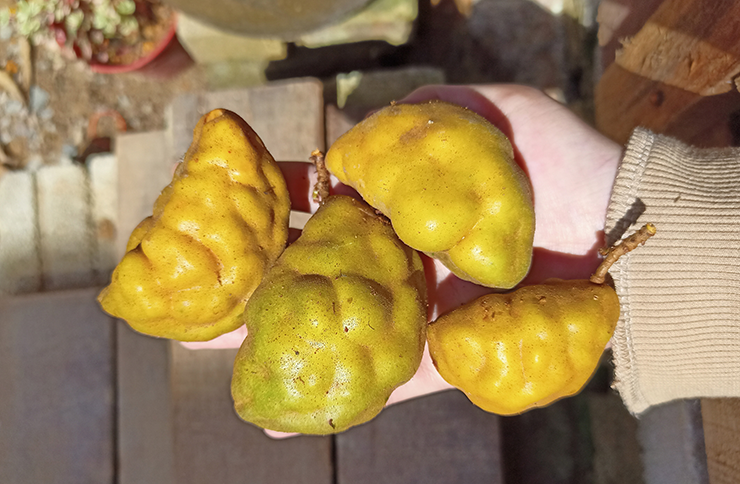 Namnam fruit