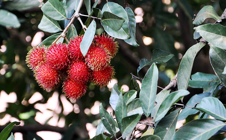 rambutan