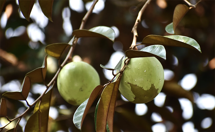 Star Apple