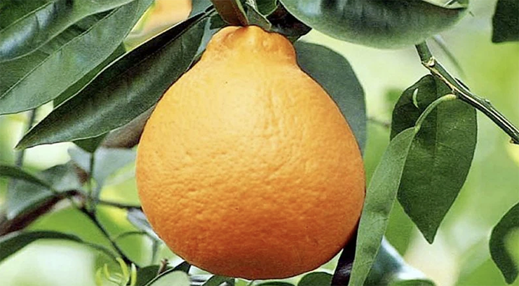 tangelo fruit