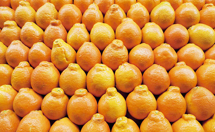 tangelo fruit