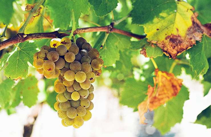 marsanne grape wine