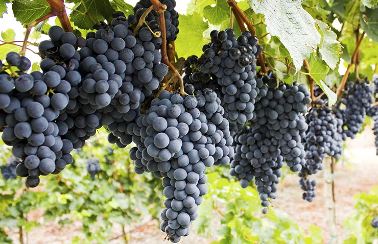 Mencía wine