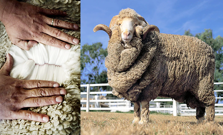 Merino wool