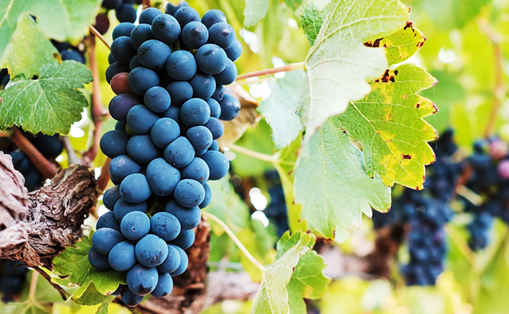 Monastrell wine