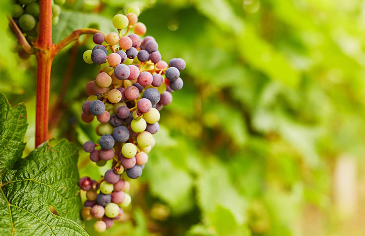 Moschofilero wine