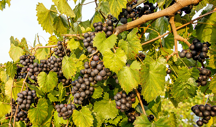 Muscadine wine