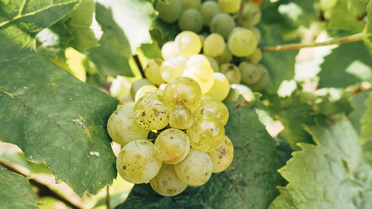 Muscat Blanc wine