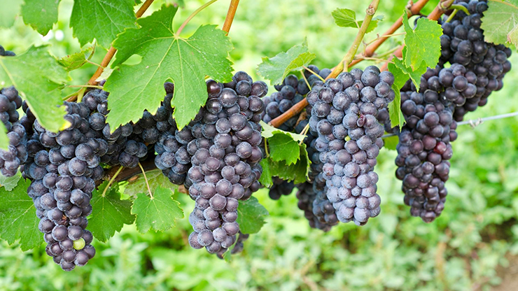Nebbiolo wine