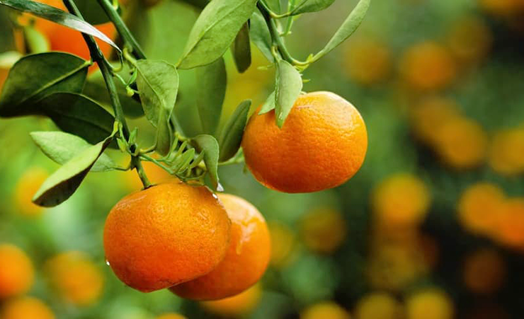 Clementine is