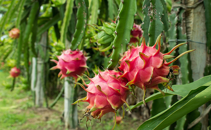 dragon fruit is