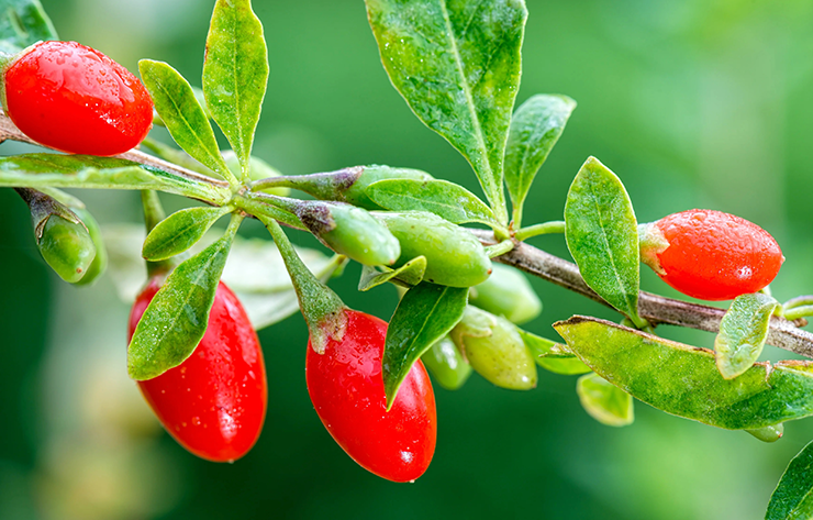Goji Berry Juice Benefits