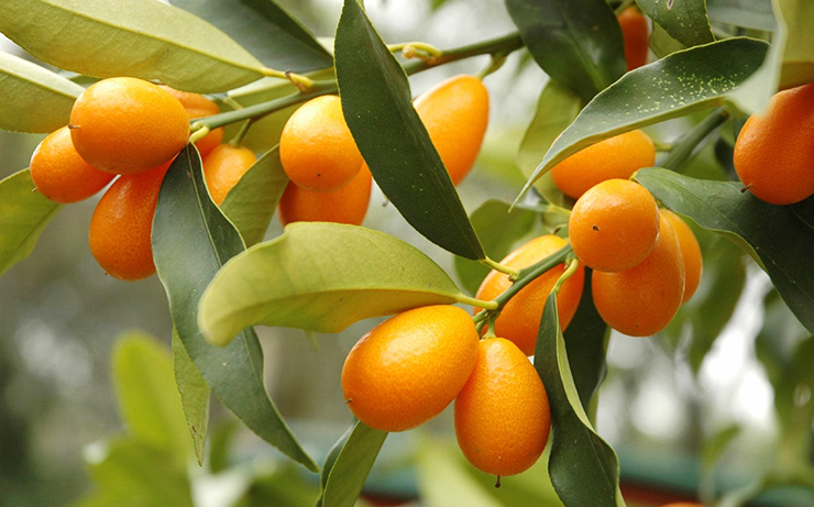 Kumquat is