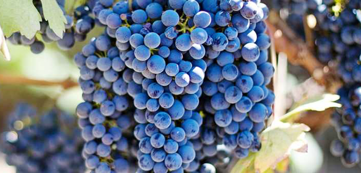 Listán Negro wines