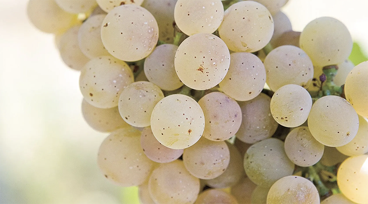Loureiro wine